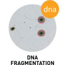 SCA DNA Fragmentation